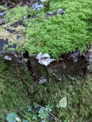 Marasmiellus candidus