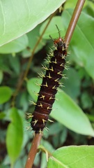 Colobura dirce dirce