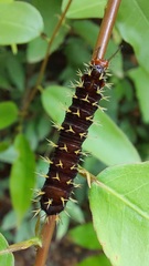 Colobura dirce dirce