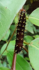 Colobura dirce dirce