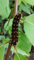 Colobura dirce dirce