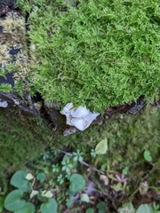 Marasmiellus candidus