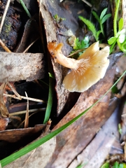 Singerocybe clitocyboides
