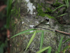 Psolodesmus mandarinus