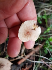 Singerocybe clitocyboides