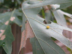 Acraspis quercushirta