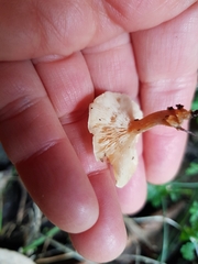 Singerocybe clitocyboides