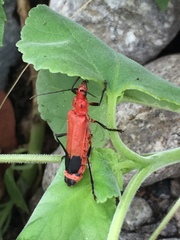 Chauliognathus lecontei