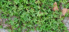 Potentilla reptans