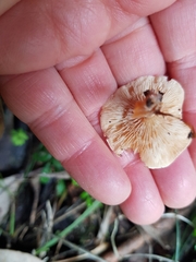 Singerocybe clitocyboides