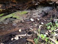 Singerocybe clitocyboides