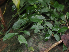 Pothos chinensis