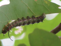 Anisota virginiensis