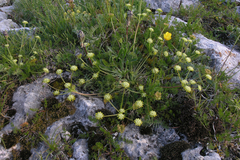 Chamaesciadium acaule