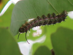 Anisota virginiensis