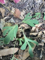 Corydalis flexuosa