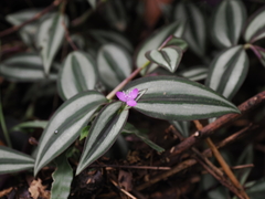 Tradescantia zebrina