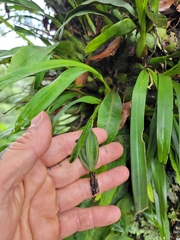 Prosthechea
