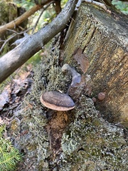 Rhodofomes cajanderi