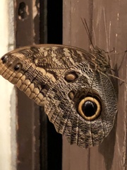 Caligo