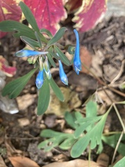 Corydalis flexuosa