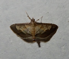 Cnaphalocrocis trebiusalis