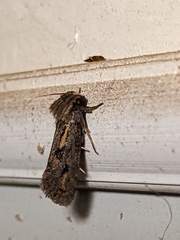 Acrolophus popeanella