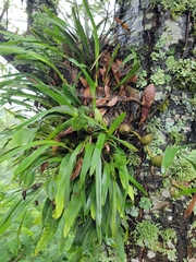 Prosthechea