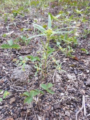 Euphorbia davidii