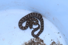 Pantherophis emoryi