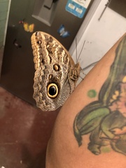 Caligo
