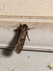 Acrolophus popeanella