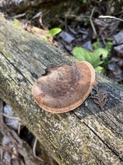 Rhodofomes cajanderi