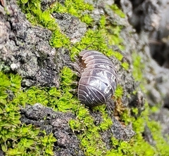Armadillidium vulgare