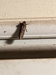 Acrolophus popeanella