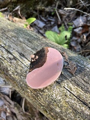 Rhodofomes cajanderi