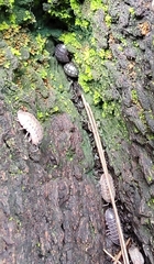 Armadillidium vulgare