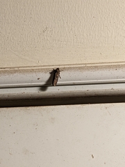 Acrolophus popeanella