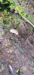 Armadillidium vulgare