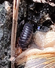 Armadillidium vulgare