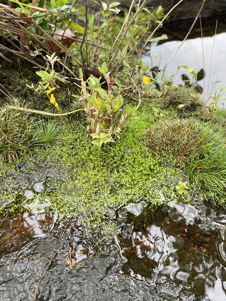 Utricularia chiribiquetensis A.Fernández