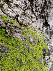 Armadillidium vulgare