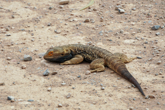 Pogona vitticeps