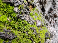 Armadillidium vulgare