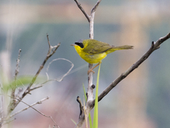 Geothlypis aequinoctialis