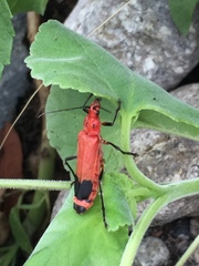 Chauliognathus lecontei