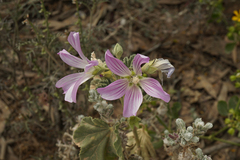 Malva weinmanniana