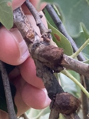 Disholcaspis bassetti