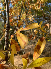 Fraxinus latifolia
