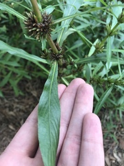 Hygrophila lacustris